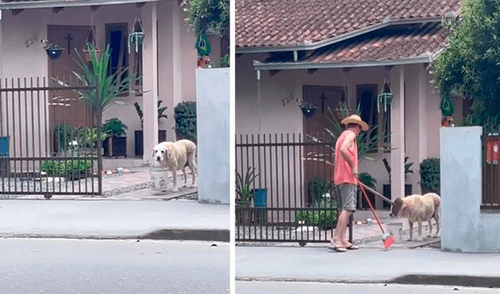 Muchas personas disfrutaron las imágenes del adorable perro apoyando a su cuidador en las labores domésticas. Foto: captura de Facebook Muchas personas disfrutaron las imágenes del adorable perro apoyando a su cuidador en las labores domésticas. Foto: captura de Facebook