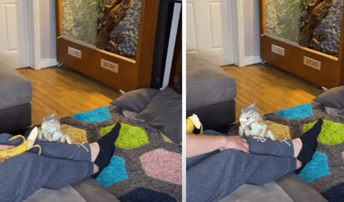 El video ha sido compartido en la página BVIRAL. Foto: captura de Facebook