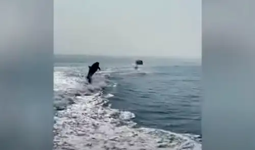 El video ha sido compartido en el canal Viral Press. Foto: captura de YouTube El video ha sido compartido en el canal Viral Press. Foto: captura de YouTube