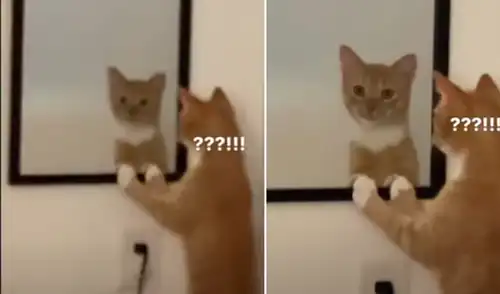 El video ha sido compartido en la página Rumble Viral. Foto: captura de Facebook