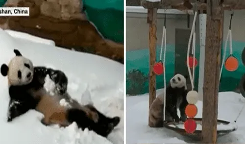 El panda jugaba muy emocionado con la nieve en su recinto al verla por primera vez. Foto: captura de YouTube