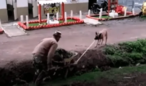 El jardinero no imaginó que su astuto perro lo ayudaría a sacar su carretilla de una zanja en el jardín. Foto: captura de YouTube