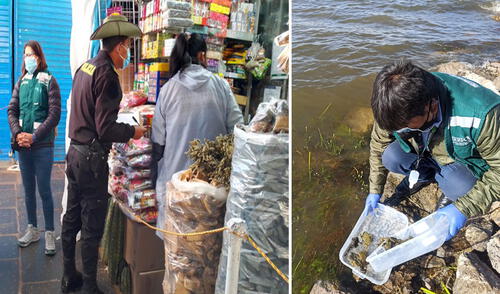 Ranas eran del género Telmatobius. Foto: Serfor