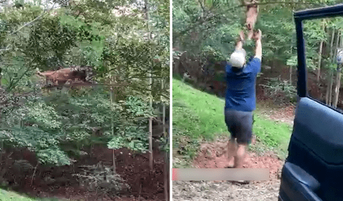 El minino estaba colgado de una rama a punto de caerse, por lo que el hombre fue en su auxilio. Foto: captura de Facebook