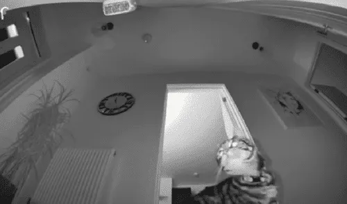 El video ha sido compartido en la página Ring. Foto: captura de Facebook