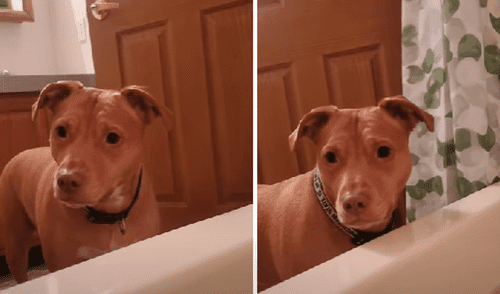 El video viral ha sido compartido en la página BVIRAL. Foto: captura de Facebook