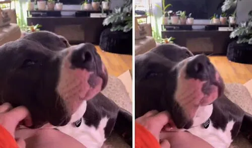 Desde pequeño, Winston estuvo rodeado de felinos en su hogar porque a menudo su familia los rescataba de la calle para darles una mejor vida. Foto: captura de Facebook