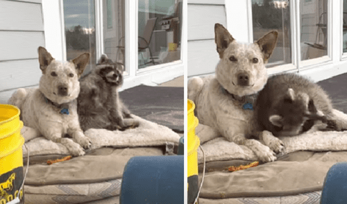 El video ha sido compartido en el canal ViralHog. Foto: captura de YouTube