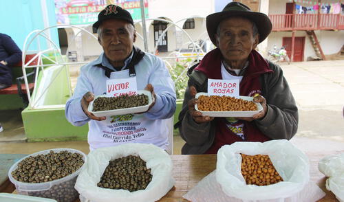 Alistan concurso gastronómico a base de numia. Foto: Municipalidad de Huacchis.