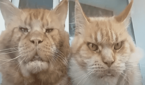 El video ha sido compartido en ViralHog. Foto: captura de Facebook