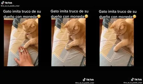 El gatito hace girar la moneda con más precisión que su dueño. Foto: captura de TikTok