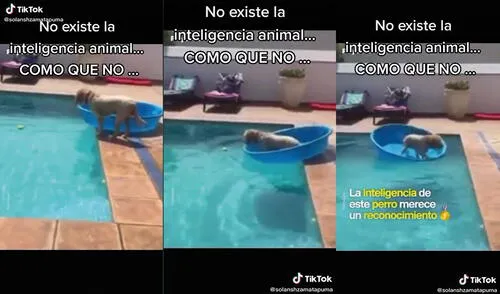 El perrito tomó la pelota con su hocico y salió rápidamente de la piscina. Foto: captura de TikTok