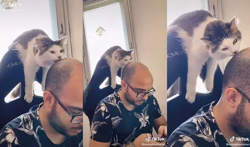 El hombre ni se movió al sentir las caricias de su gatito. Foto: captura de TikTok