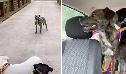 Esta amante de los animales no pudo negarse ante la necesidad de afecto de este can y decidió acogerlo. Foto: captura de TikTok
