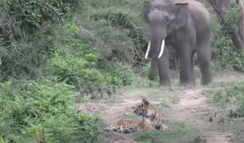 El video ha sido compartido en el canal Being Wild. Foto: captura de YouTube El video ha sido compartido en el canal Being Wild. Foto: captura de YouTube