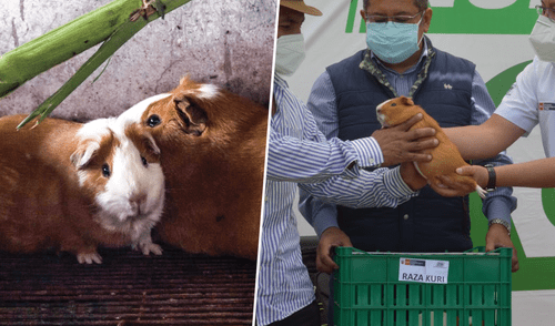 El cuy se caracteriza por poseer un bajo índice de grasa. Foto. composición LR / Fabrizio Oviedo