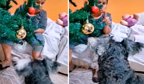 El clip ya ha conseguido miles de 'me gusta' y reproducciones en las redes sociales, así como divertidos comentarios. Foto: captura de TikTok El clip ya ha conseguido miles de 'me gusta' y reproducciones en las redes sociales, así como divertidos comentarios. Foto: captura de TikTok