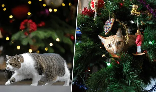 No es raro que los gatos ingieran objetos brillantes como adornos de Navidad. Fotos: composición LR/AFP/EFE