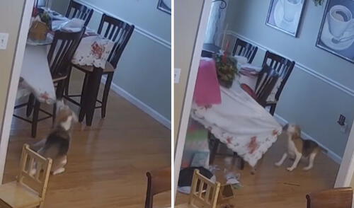 Más de 278.000 usuarios dejaron un like en la publicación viral. Foto: captura de TikTok