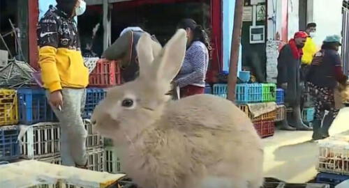 Los expendedores señalan que preparar un pichón al horno sale mucho más barato. Foto: captura de América Noticias