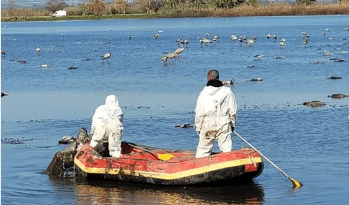 Trabajadores del parque reserva Lago Hula recogiendo los cadáveres de las aves que flotan en el lago. Foto: Instagram /Parks Il