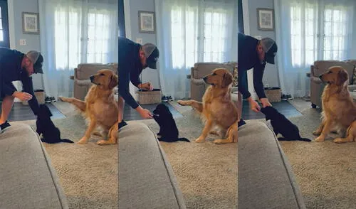 El perro de raza golden retriever también se unió a la enseñanza de su dueño. Foto: captura de YouTube