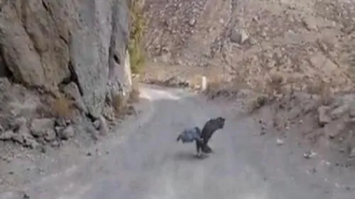 Arequipa. Aves fueron evaluadas por un mes para que puedan recuperar su libertad. Foto: Serfor