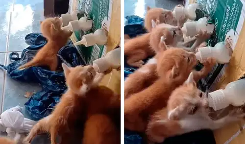 Una joven cortó una caja de cartón para ponerle unos biberones, con el propósito de que unos pequeños felinos no tengan problema a la hora de tomar su leche. Foto: captura de Facebook
