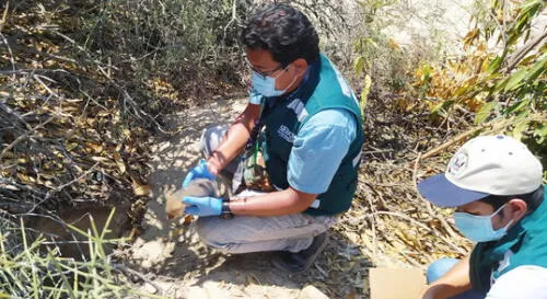 Animales iban a ser sacrificados y vendidos. Foto: Serfor