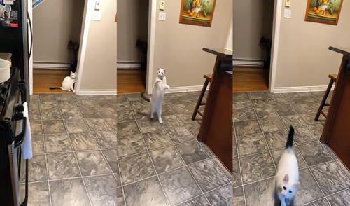 El animal se puso en dos patas e intentó caminar de esta forma. Captura de YouTube