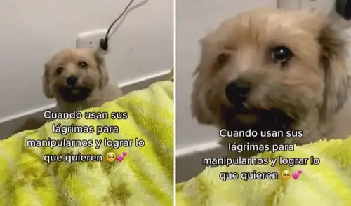 Miles de usuarios en las redes sociales quedaron cautivados con este video viral. Foto: captura de TikTok