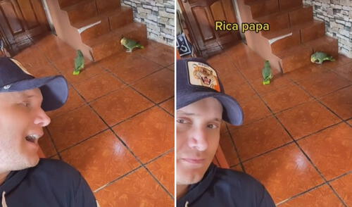 El 'talento' de estas aves logró cautivar a miles en las redes sociales. Foto: captura de TikTok