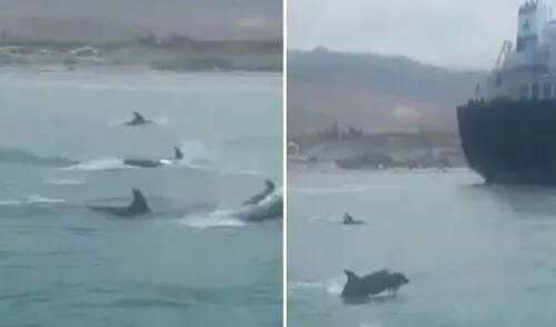 En agosto del 2021 se vio otro avistamiento similar en Mollendo. Foto: Arequipeñadas En agosto del 2021 se vio otro avistamiento similar en Mollendo. Foto: Arequipeñadas