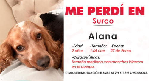 Hasta el momento, no saben exactamente cómo fue que escapo la mascota. Foto: La República