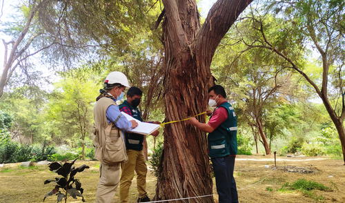 El estudio es denominado Caracterización de árboles plus de algarrobo género Prosopis. Foto: Serfor