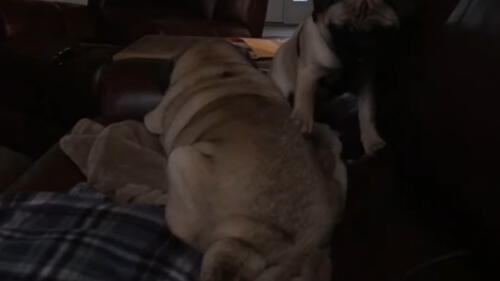 El progenitor del cachorro estaba descansando. Foto: captura de YouTube
