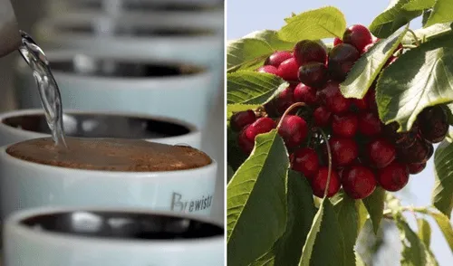 El café y las cerezas son 2 de los remedios que suelen ser efectivos contra el estreñimiento. Foto: composición EFE / AFP / La República El café y las cerezas son 2 de los remedios que suelen ser efectivos contra el estreñimiento. Foto: composición EFE / AFP / La República