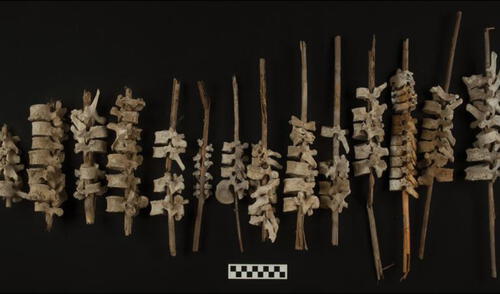 Algunos ejemplos de espinas dorsales humanas en postes. Foto: C. O'Shea Algunos ejemplos de espinas dorsales humanas en postes. Foto: C. O'Shea
