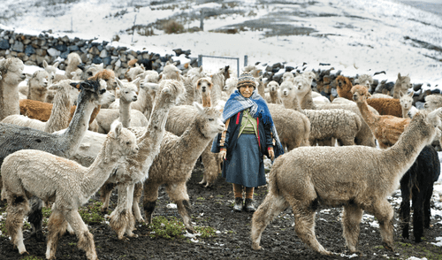 ¿En qué se diferencian estos cuatro camélidos sudamericanos? En las alturas de los Andes peruanos, las familias crían y comercializan la lana de estos auquénidos. Foto: La República