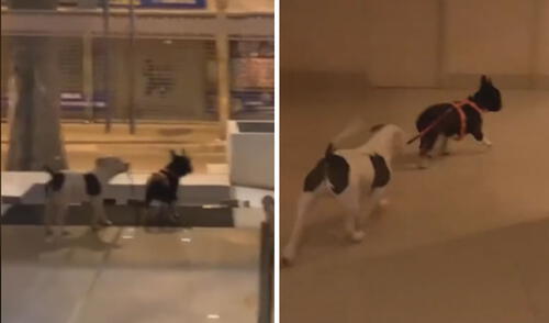 La curiosa relación entre estos perritos llamó la atención de miles en las redes sociales. Foto: captura de TikTok