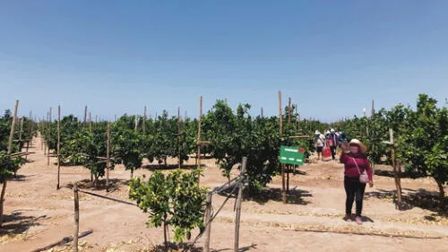 Camino. La certificación fitosanitaria de Senasa ayuda a que productos tacneños tengan más oportunidad de exportación. Foto: La República Camino. La certificación fitosanitaria de Senasa ayuda a que productos tacneños tengan más oportunidad de exportación. Foto: La República
