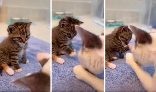 Un pequeño felino se puso frente a su madre para acompañarla; sin embargo, notó que esta comenzó a limpiarse y se animó a copiarla. Foto: captura de YouTube