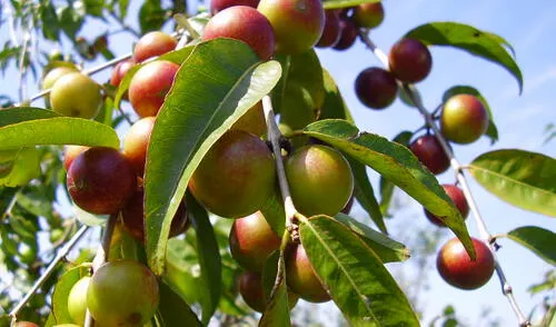El camu camu fue una de las frutas más demandadas en el exterior. Foto: ADEX