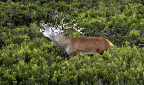 La conservación de la vida animal y vegetal es importante para el planeta. Foto: EFE