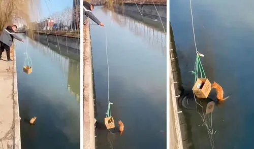 Un hombre detuvo su caminata para ayudar a un indefenso felino que no paraba de maullar a causa del susto. Foto: captura de YouTube