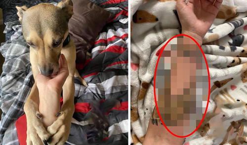 Una joven se inspiró en una fotografía que se tomó con su querida mascota para que sirviera como diseño de su tatuaje. Foto: Amigos de Lucho/ Facebook