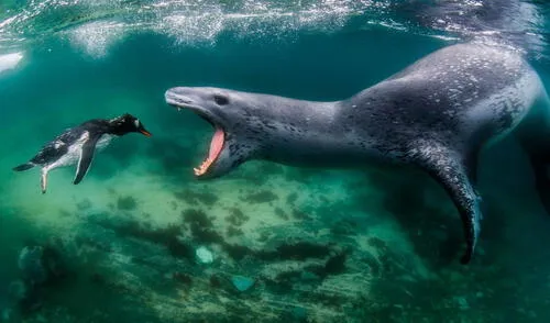 Fotografía de una foca leopardo y un pingüino gana los premios World Nature Photography Awards. Foto: fotografía de Amos Nachoum. Fotografía de una foca leopardo y un pingüino gana los premios World Nature Photography Awards. Foto: fotografía de Amos Nachoum.