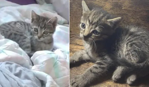 De tener información de Fibi, comunicarse a los siguientes números telefónicos: 999558568 y 933693063. Foto: composición/ Lucía Castro.