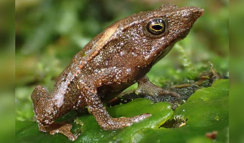 El sapo Rhinella festae fue considerado mudo desde su descubrimiento hace más de un siglo. Foto: iNaturalist El sapo Rhinella festae fue considerado mudo desde su descubrimiento hace más de un siglo. Foto: iNaturalist