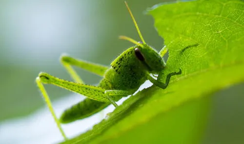 Para la mayoría de personas, el soñar con insectos suele ser algo desagradable. Foto: significado.de